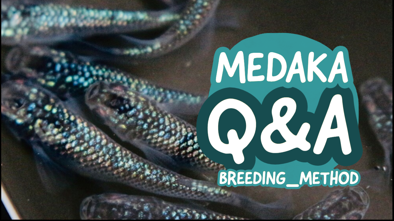 メダカ飼育のq A よくある質問と回答まとめ メダ活のススメ