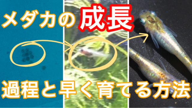 メダカは共食いします 共食いをする理由と防ぐ方法とは タオめだかブログ メダカは共食いします 共食いをする理由と防ぐ方法とは タオめだかブログ