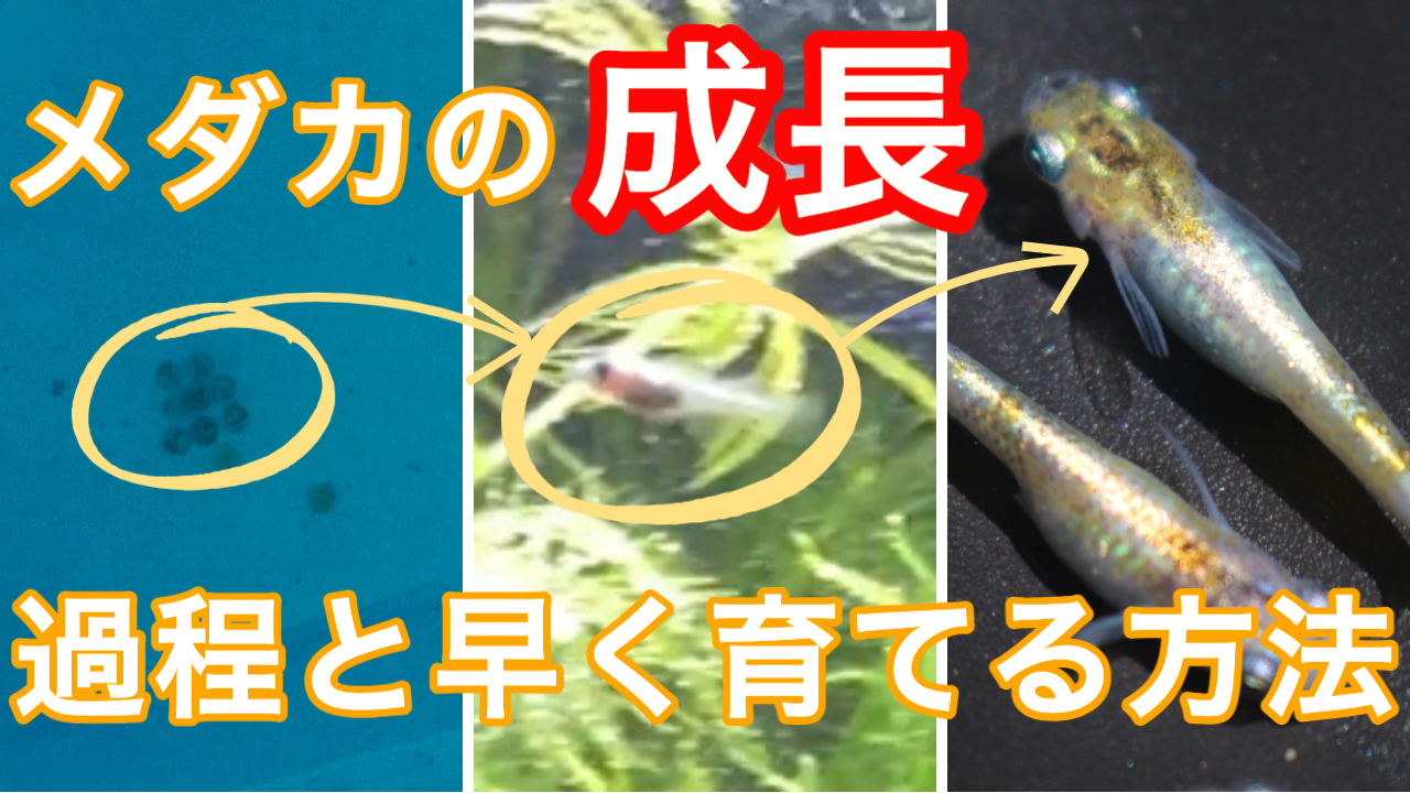 メダカ 赤ちゃん 大き さ
