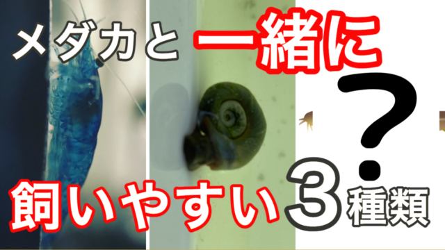 エビ 貝 ドジョウ メダカと一緒に飼える混泳出来る生き物を紹介します タオめだかブログ