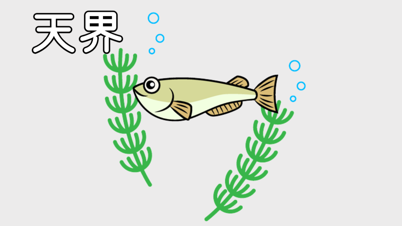 天界メダカってどうやって作られた 販売箇所や値段 固定率を紹介 タオめだかブログ