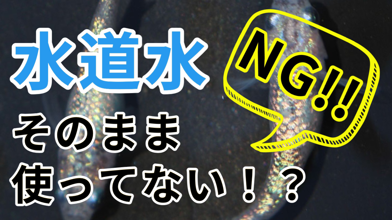 メダカ飼育のq A よくある質問と回答まとめ メダ活のススメ