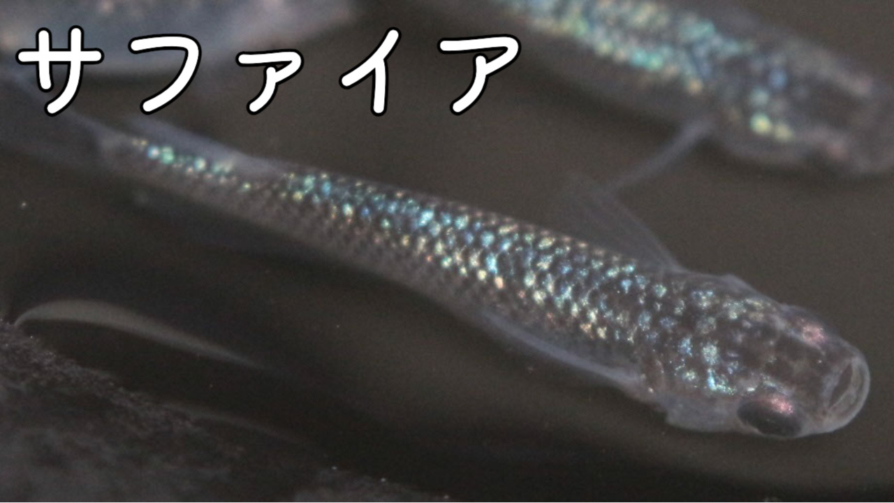宮桜メダカの特徴・作り方・固定率・値段について紹介します！|メダ活のススメ