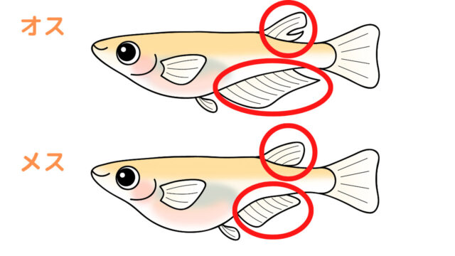 イラスト画像あり メダカのオスメス 雌雄 の見分け方はヒレに注目 タオめだかブログ