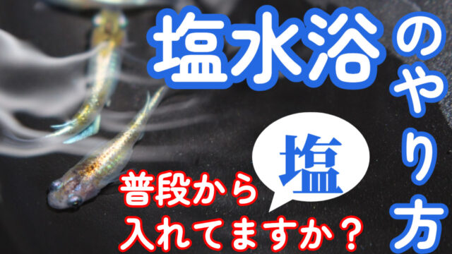 メダカの塩浴ってどうやるの どんな効果がある 塩水の作り方や期間 塩水浴のタイミングについて タオめだかブログ