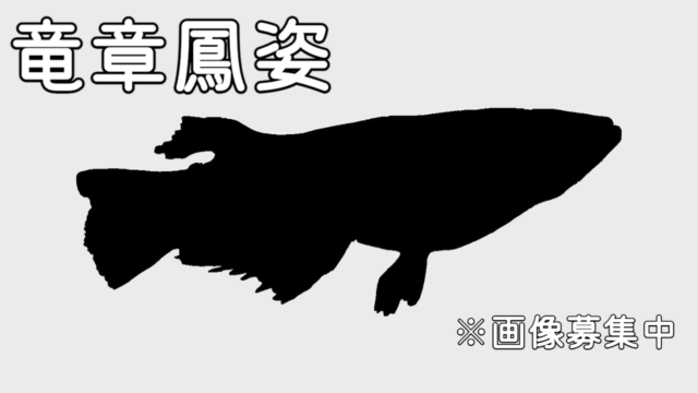 竜章鳳姿メダカの作り方は 固定率 値段 販売箇所を解説します タオめだかブログ