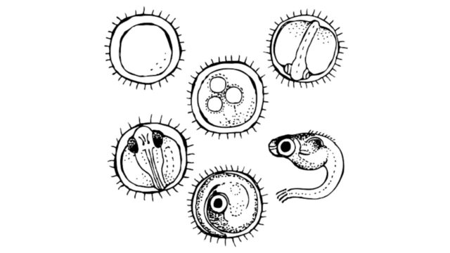 メダカの卵の成長過程