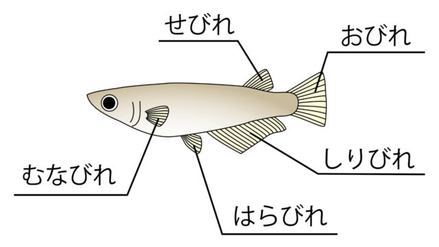 メダカのヒレの部位名