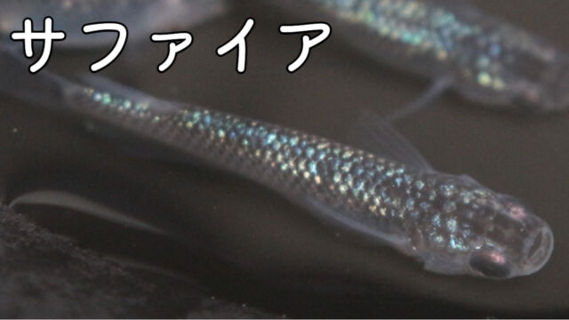 サファイア-640x360.jpg