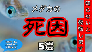 初心者必見 メダカの飼い方 タオめだかブログ