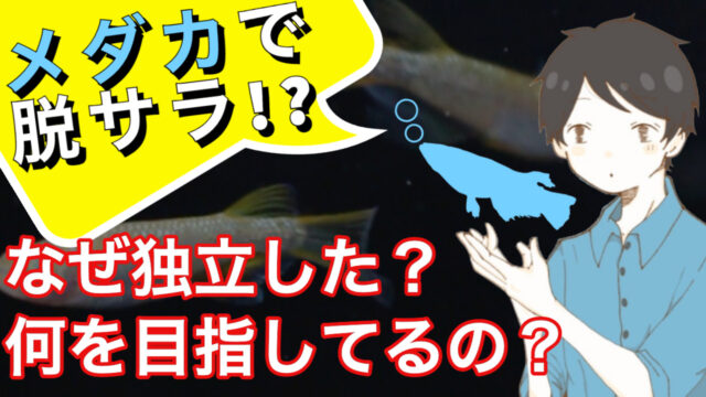 タオめだかブログ メダカ専門youtuber