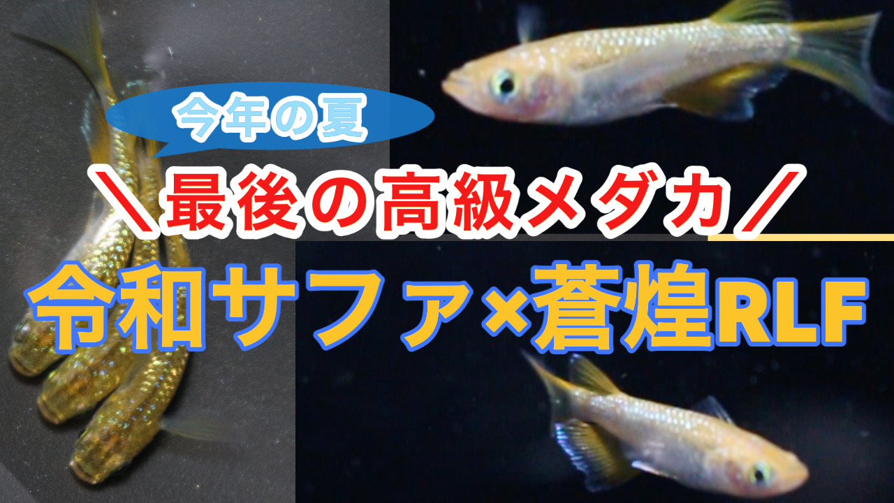 令和黒ラメ幹之サファイア系×蒼煌リアルロングフィンをお迎えしました 