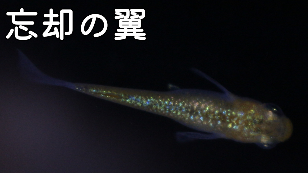 忘却の翼メダカの特徴・固定率・作り方・販売箇所について紹介します 