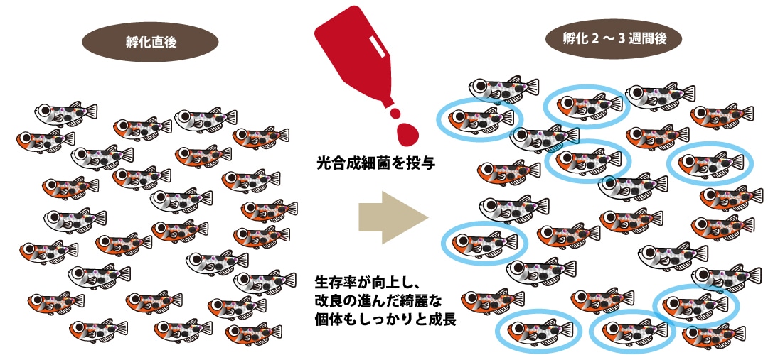 メダカが死んでしまう原因は？メダカのよくある死因TOP5を伝えます。｜タオめだかブログ
