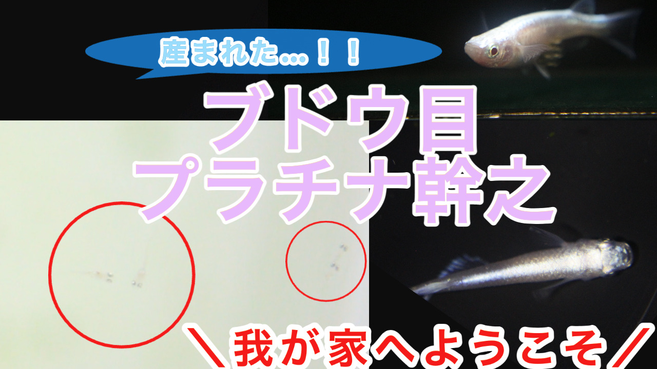 ブドウ目アルビノプラチナ幹之の針子が産まれました！|メダ活のススメ