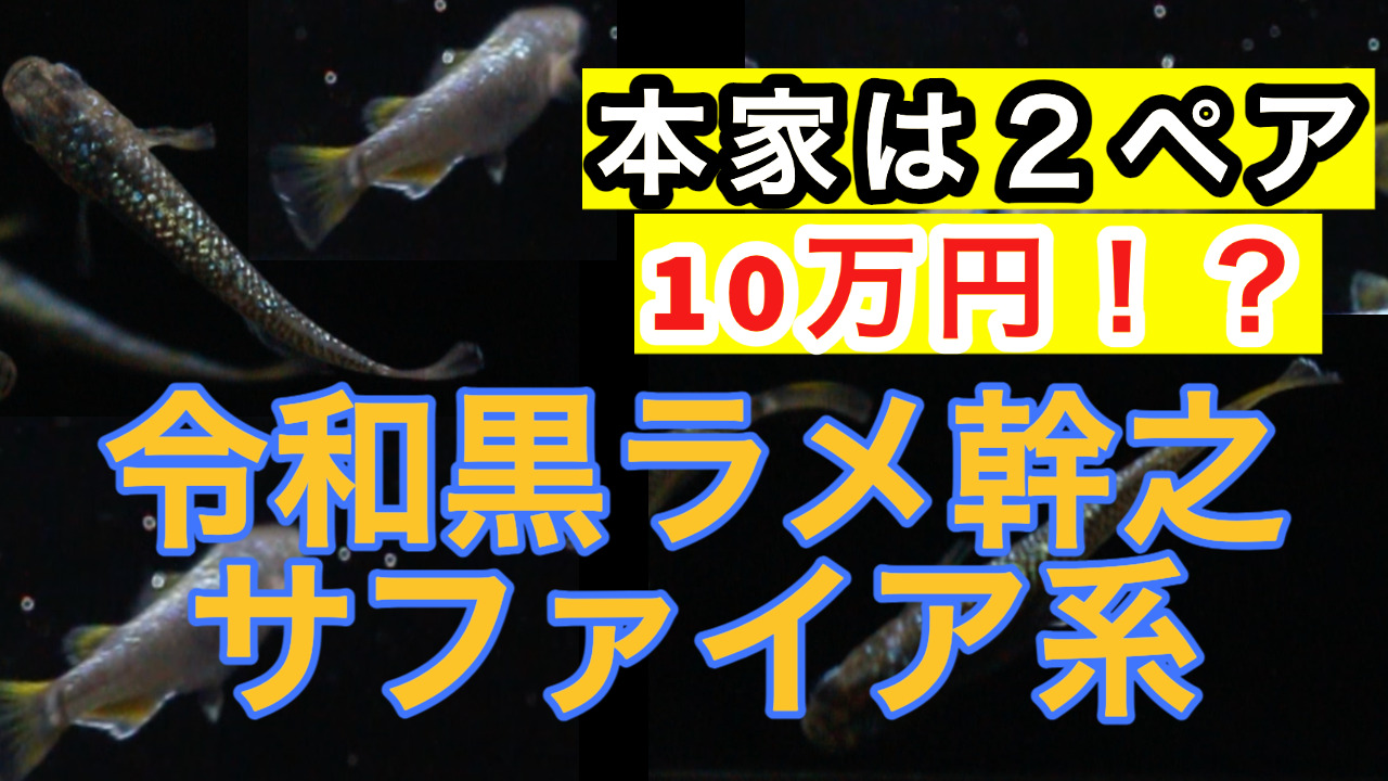 令和黒ラメ幹之サファイア系の特徴とは？お迎えしたので紹介します 