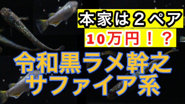 メダカ/令和黒ラメ幹之サファイア系 稚魚10匹 /令和黒ラメメダカ