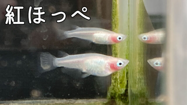 紅ほっぺメダカの特徴や作り方・固定率や値段について紹介します