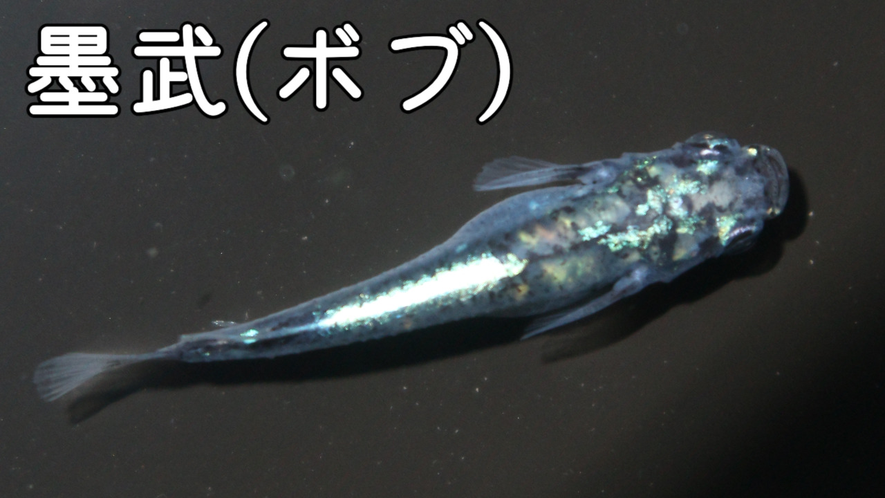 墨武(ぼぶ)メダカの読み方・特徴・作り方や固定率について紹介します 