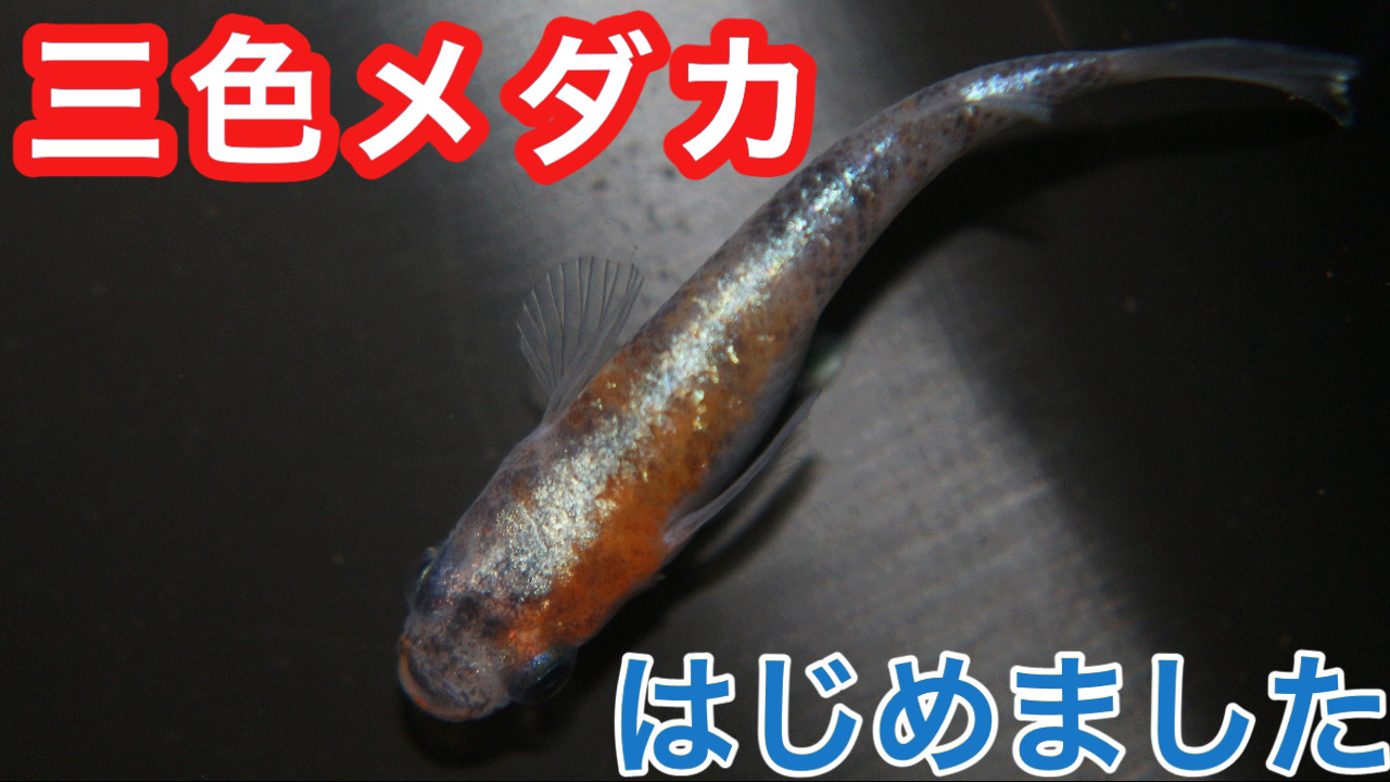 三色メダカはじめました。|メダ活のススメ