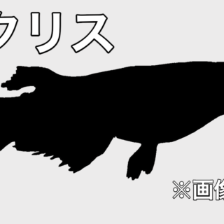 レクリスメダカの特徴・作出元・作り方・値段について紹介します 