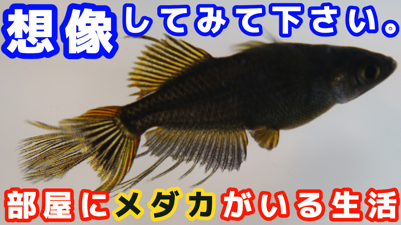 メダカを室内で飼育する魅力を語りまくります メダ活のススメ メダカを室内で飼育する魅力を語りまくります メダ活のススメ