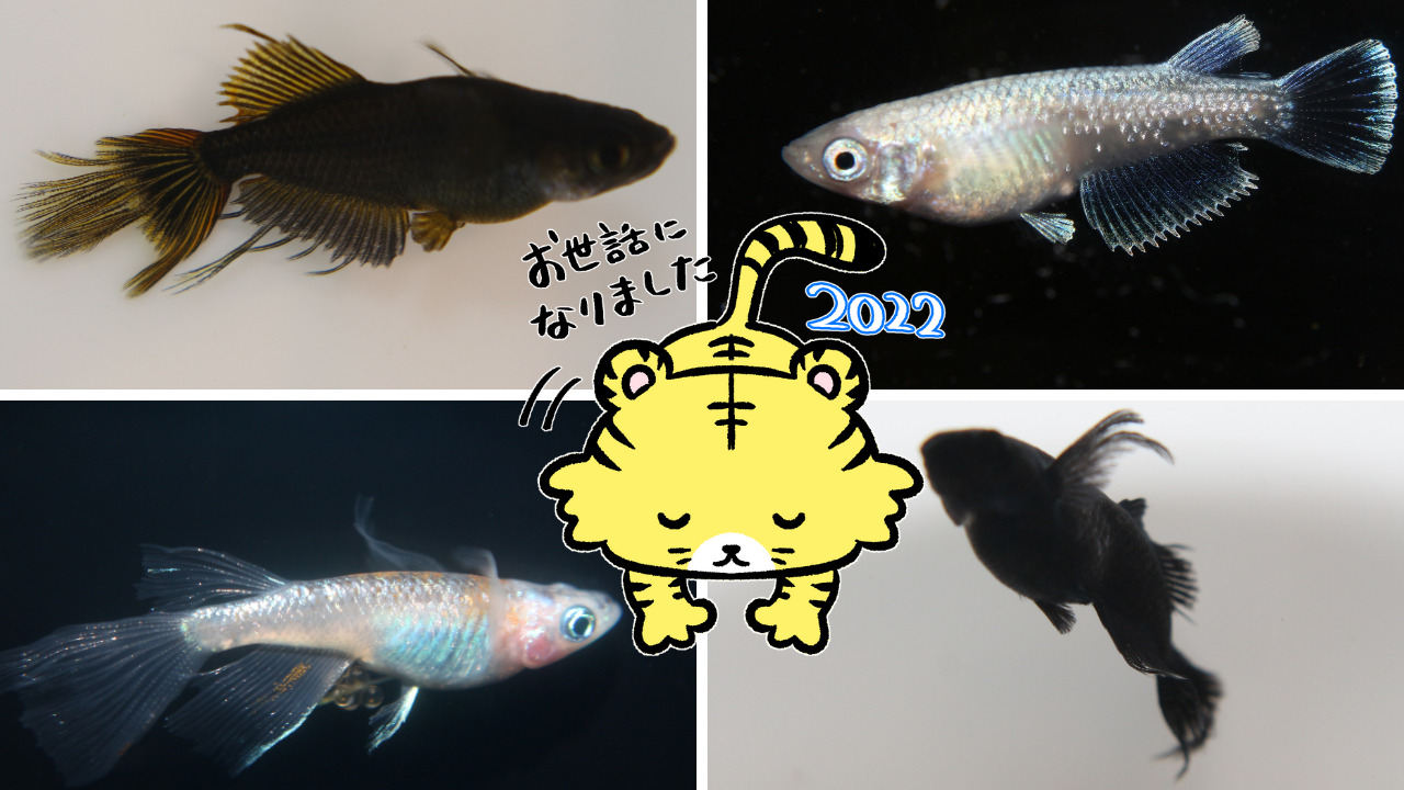 作出難易度】花魁メダカをお迎えしてみた！ - メダ活のススメ