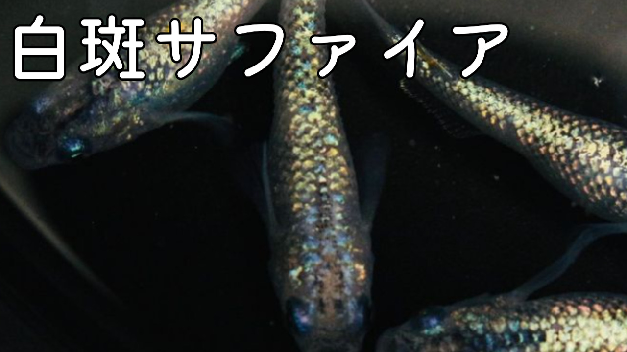 白斑サファイアメダカの特徴・固定率・値段について紹介します！|メダ 