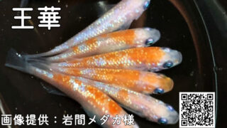 王華メダカの特徴・固定率・価格・白綾系統について紹介します！|メダ
