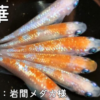 王華メダカの特徴・固定率・価格・白綾系統について紹介します！|メダ