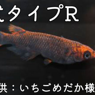 メダカ 五式 タイプ R GOD 成魚 産卵サイズ 2ペア+保証1匹 泳ぐ