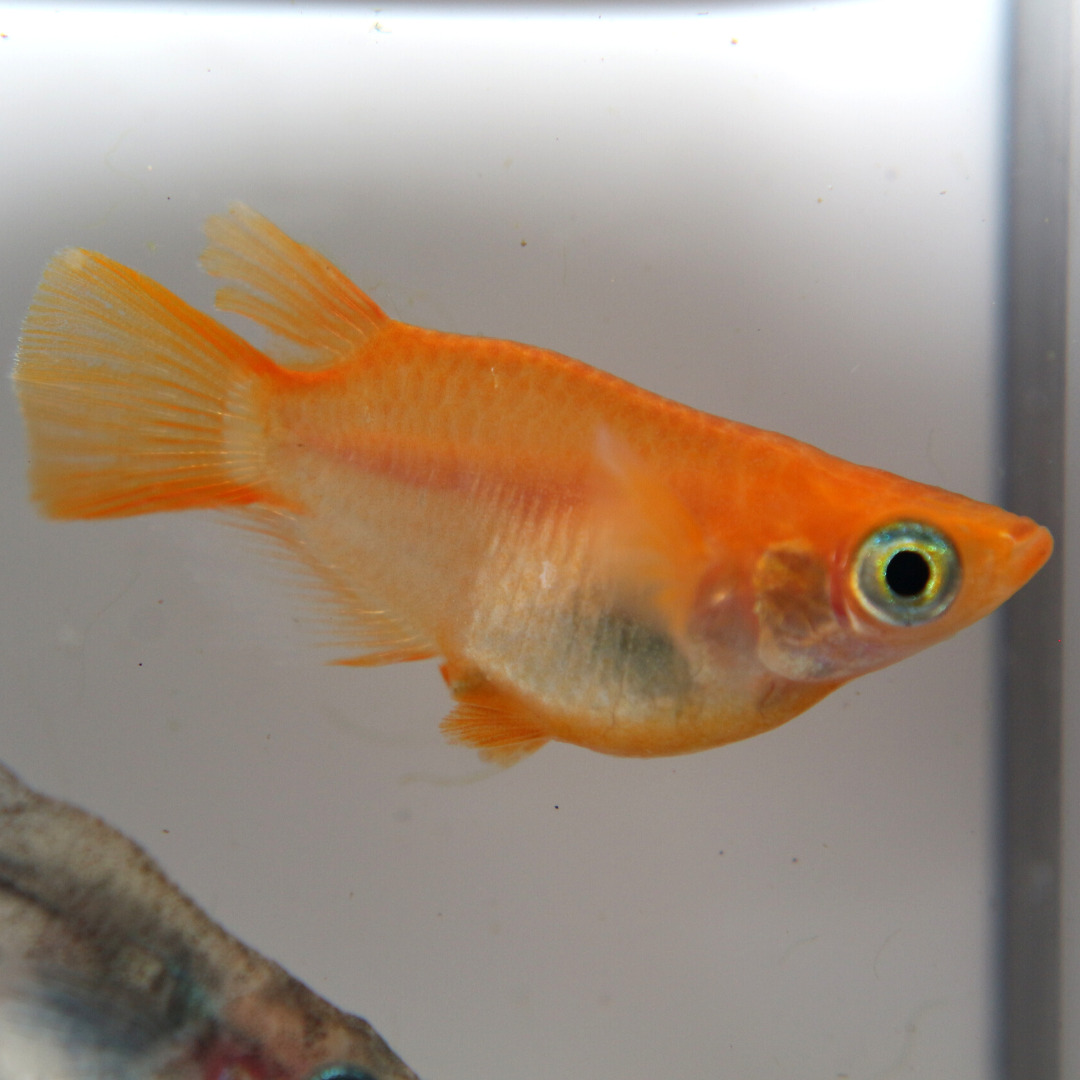 メダカの稚魚のサイズ分けと親メダカと一緒にしても良いタイミングを紹介します！|メダ活のススメ