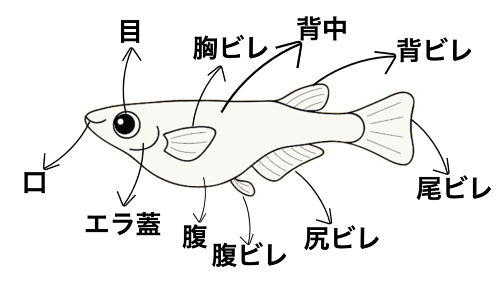 目が見えるのにメダカの卵が孵化しないのはなぜ 理由3つと解決策を紹介します メダ活のススメ 目が見えるのにメダカの卵が孵化しないのはなぜ 理由3つと解決策を紹介します メダ活のススメ