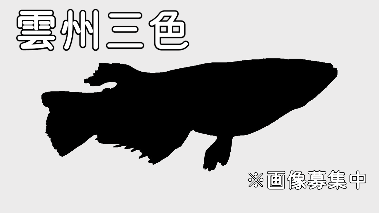 雲州三色メダカの特徴・作り方・固定率・見分け方について紹介します 