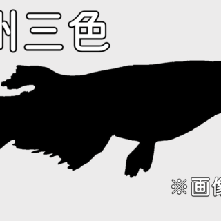 更紗ラメ男前メダカ【点目】雲州メダカ改良