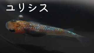 ユリシスメダカの特徴・作り方・固定率について紹介します! - メダ活 ユリシスメダカの特徴・作り方・固定率について紹介します! - メダ活
