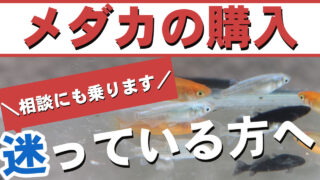 メダカに対する思いと販売へのこだわり