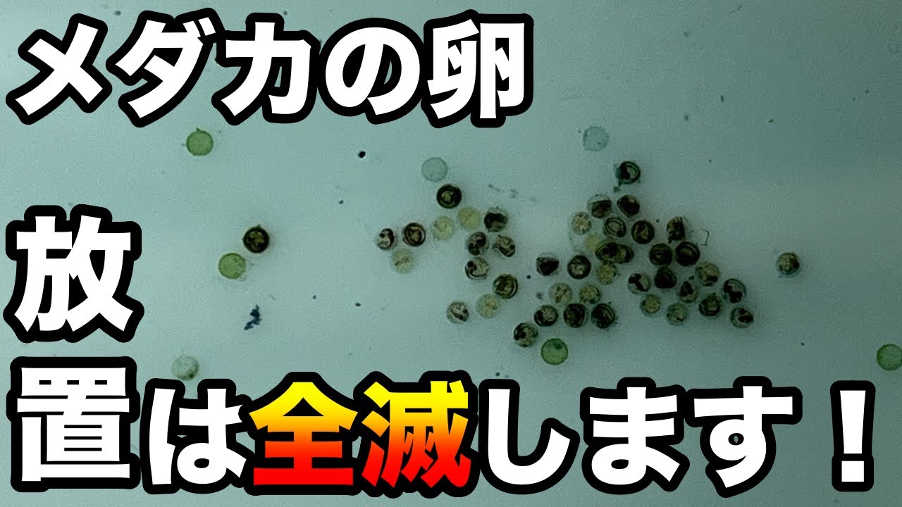 メダカの卵はほったらかしでも孵化するの?めだかの卵を放置するメリット・デメリットを紹介! - メダ活のススメ
