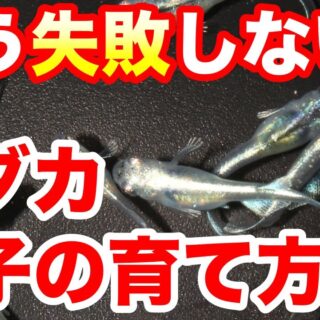 皆んな失敗します】メダカの針子飼育のポイントを紹介！ - メダ活のススメ