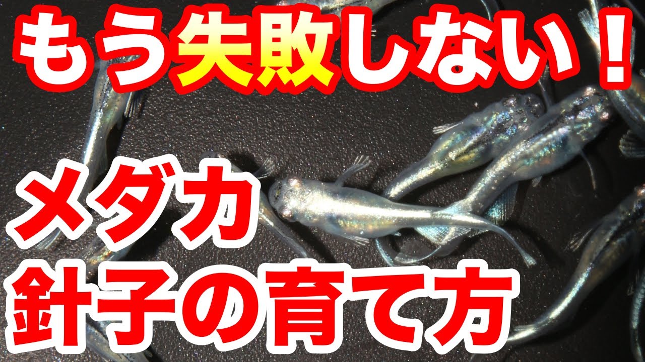 皆んな失敗します】メダカの針子飼育のポイントを紹介！|メダ活のススメ