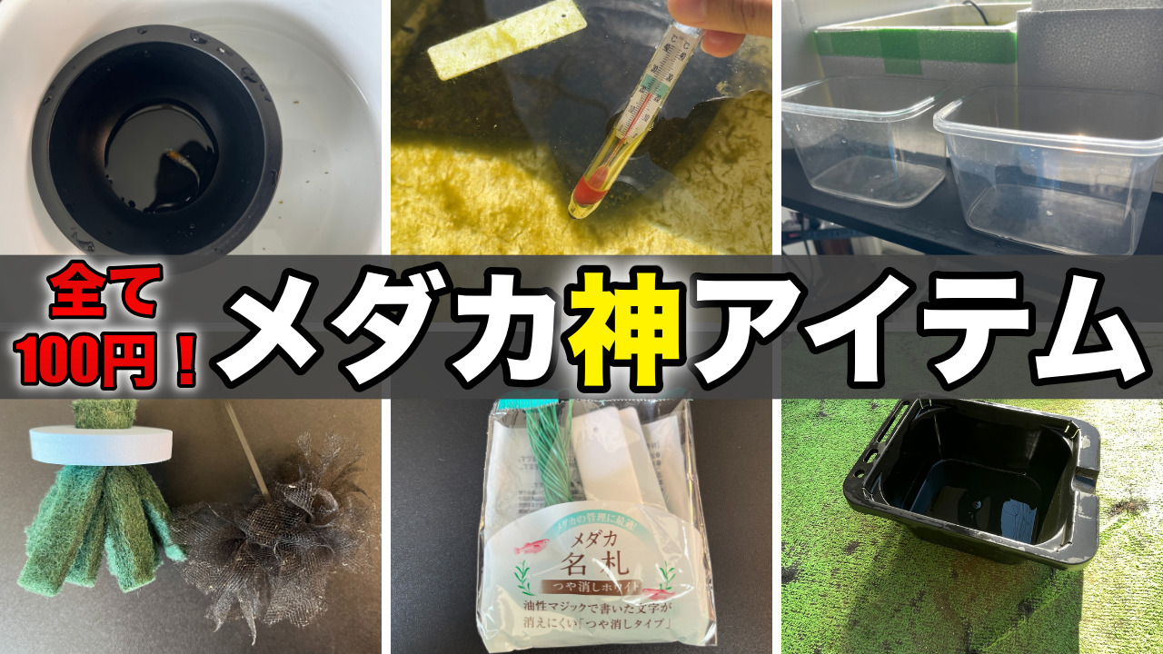 買わないと損】100円ショップセリアで買えるメダカ飼育グッズ7選 