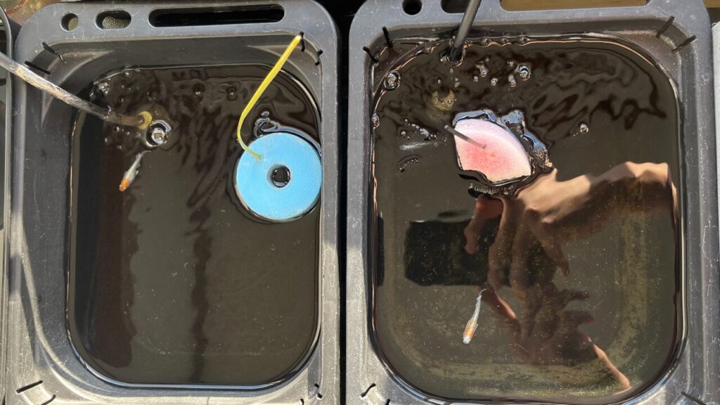 冬のメダカ室内飼育】1万円以内で加温飼育環境を作る方法！ - メダ活の 