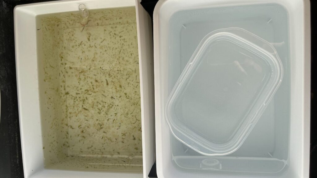 100均の容器だけでもメダカは増やせます！|メダ活のススメ 