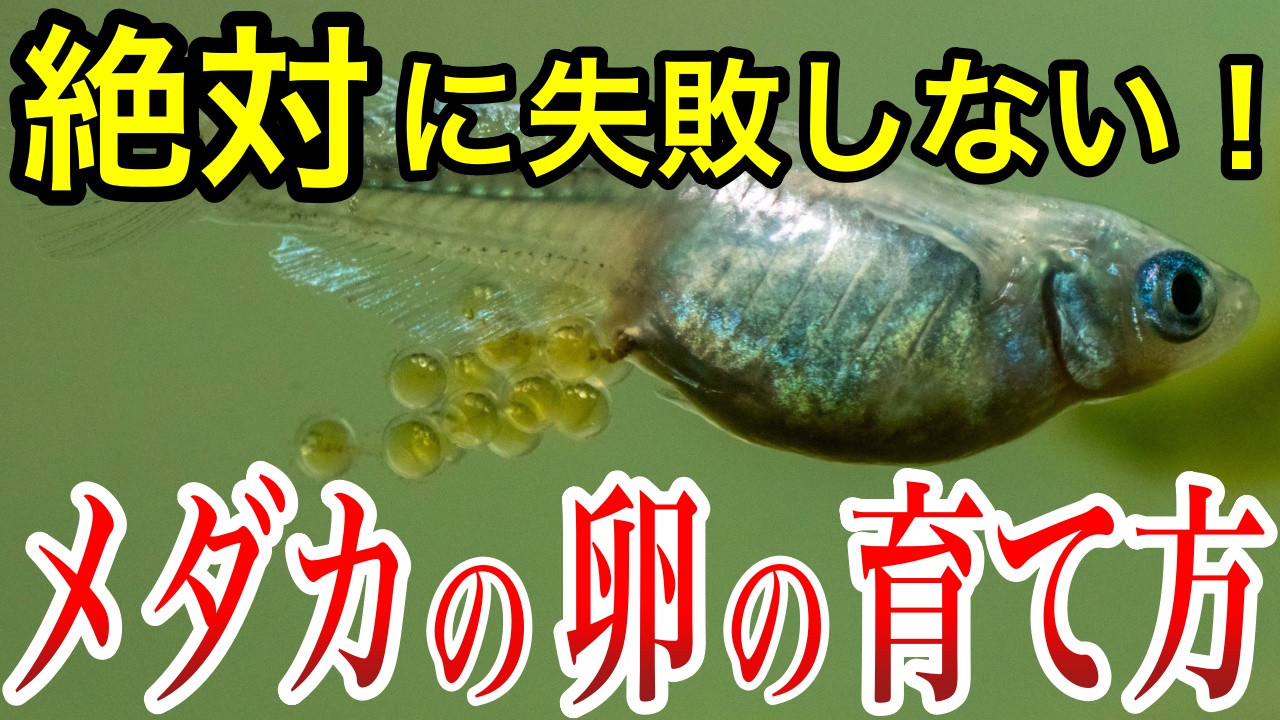 メダカを育てるときに絶対にやってはいけない3つの事 - メダ活のススメ