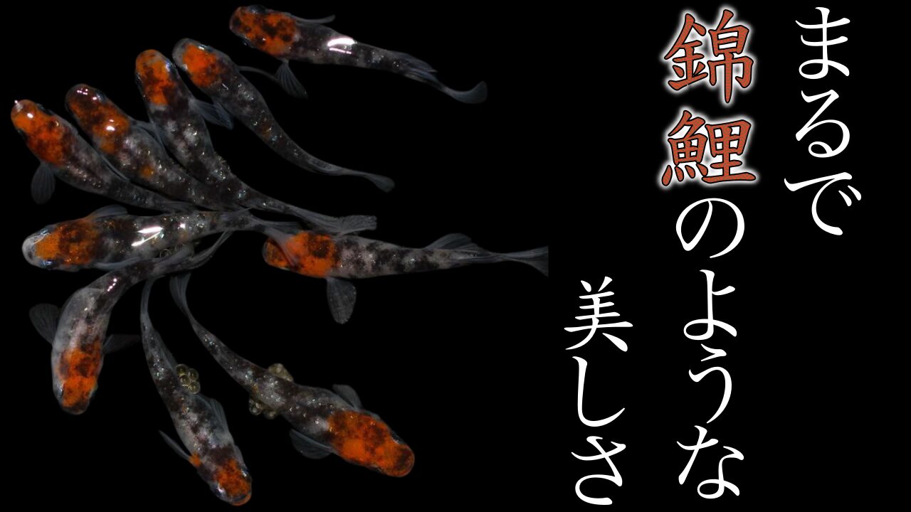 高州めだか】メダカ品評会の受賞歴多数の三色ラメ！高州三色をお迎え 