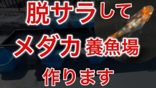めだかで脱サラ！会社を辞めて東京にメダカ養魚場を作ります！ - メダ 