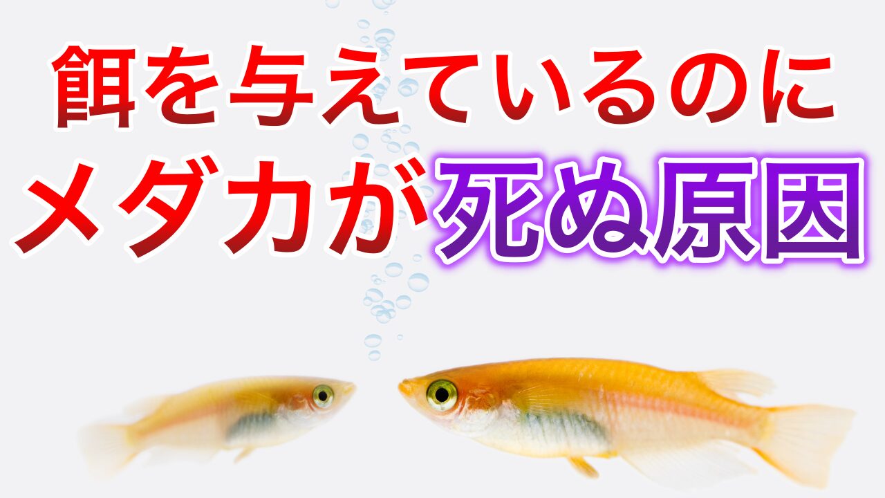 初心者向けメダカの始め方完全ガイド:めだかの選び方から育て方まで|メダ活のススメ