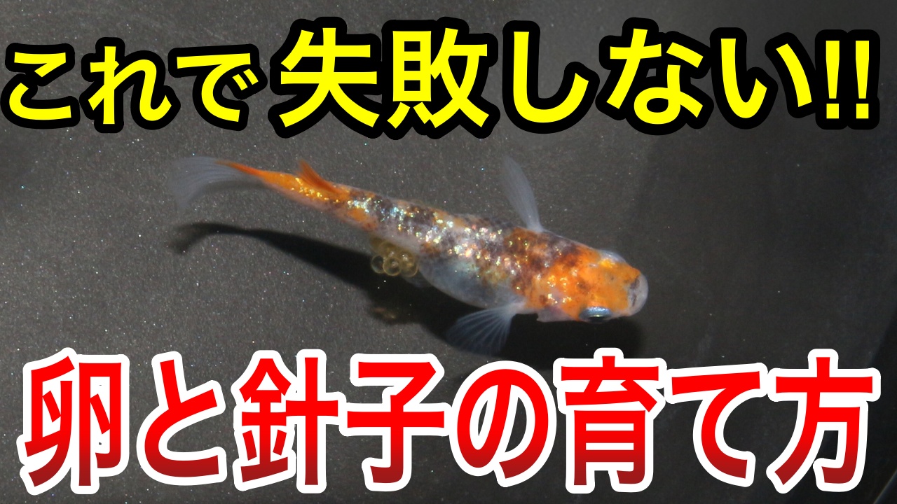 メダカの卵と針子の育て方|失敗しない管理方法と餌の選び方を解説 - メダ活のススメ
