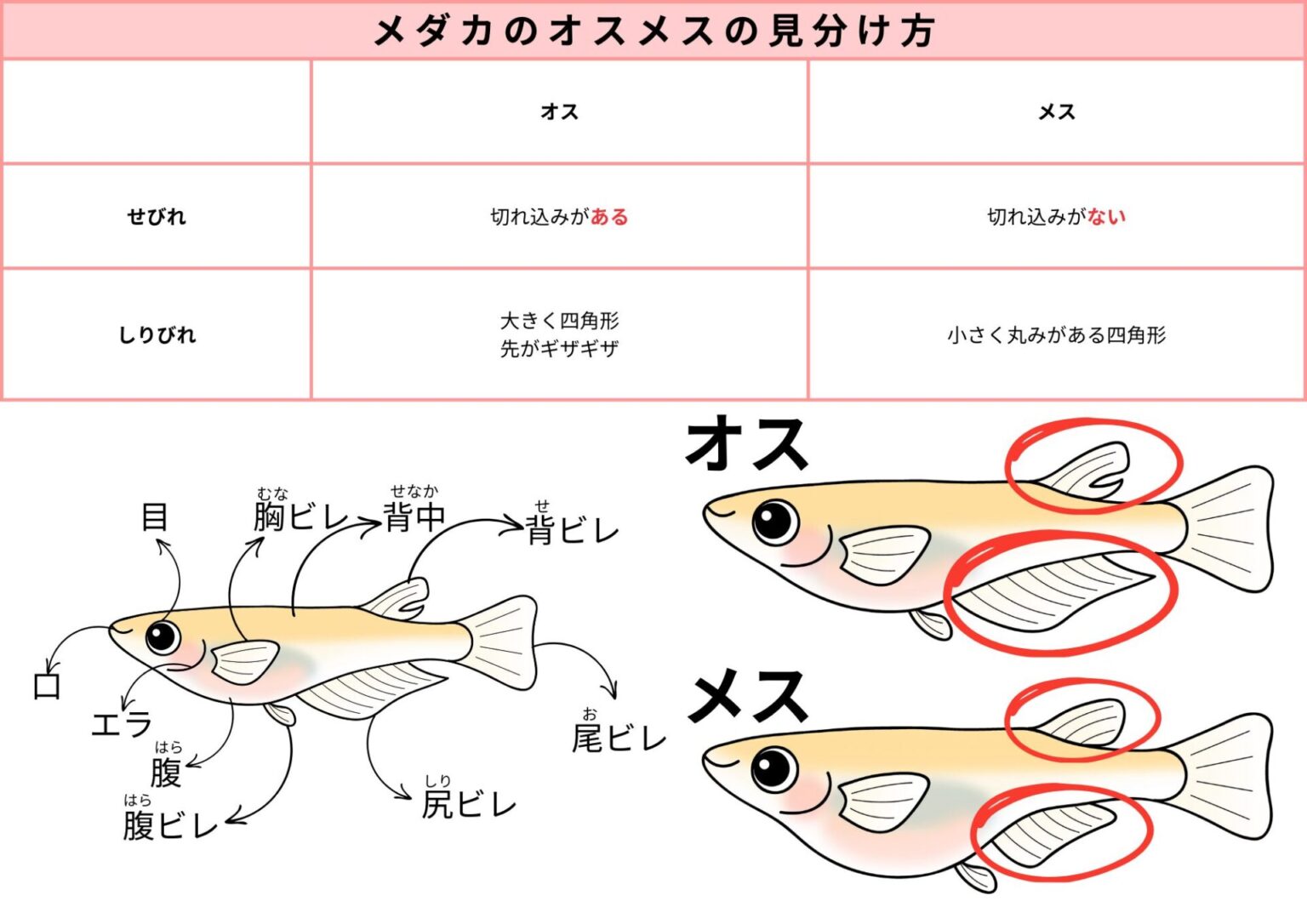 メダカ ひし形 見分け方 : メダカのヒレの違いとオス・メスの見分け方 – CNSAR