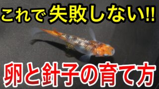 メダカの卵と針子の育て方｜失敗しない管理方法と餌の選び方を解説